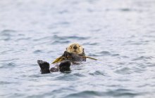 Sea Otter cuelga de Kelp - foto de stock
