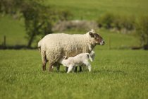 Lamb Nursing From Mother Sheep; Dublin County, Dublin, Ireland — Stock Photo