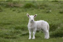 Lamm steht auf dem Gras — Stockfoto