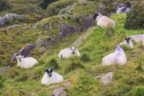 Sheep On Hillside Near Healy 's Pass — стоковое фото