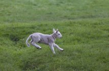 Lamb Leaping On The Grass — Stock Photo