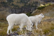 Chèvres de montagne près de Logan Pass — Photo de stock