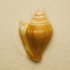 Маленький красочный Seashell — стоковое фото