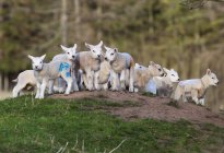 Grupo de corderos en la cima de una colina - foto de stock
