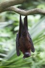 Murciélago zorro volador - foto de stock