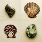 Seashell Composite on light background — Stock Photo