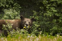 Black Bear In Prince Albert National Park — Stock Photo