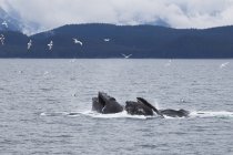 Baleias jubarte nadando — Fotografia de Stock
