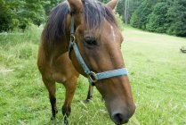 Cavallo in un campo in zona rurale — Foto stock