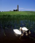 Два белых лебедя — стоковое фото
