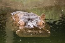 River Hippopotamus on water surface — Stock Photo