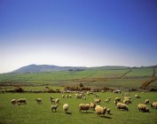 Вівці пасуться на полі — стокове фото