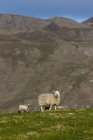 Duas ovelhas em pé na grama — Fotografia de Stock
