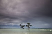 Dos árboles de manglar - foto de stock