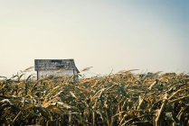 Осінь в кукурудзяному лабіринті — стокове фото