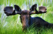 Moose seduto in un campo verde — Foto stock
