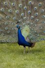 Peacock With Feathers Fanned — Stock Photo