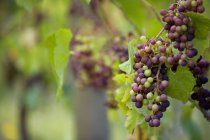 Close up of bunch of grapes — Stock Photo