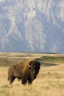 Büffel im felsigen Gebirgsvorland — Stockfoto