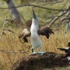 Blue-Footed Booby — Stock Photo