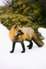 Fuchs auf Schnee blickt rückwärts — Stockfoto