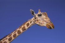 Masai Giraffa, Serengeti, Africa — Foto stock