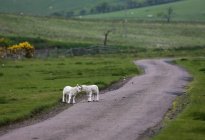 Due agnelli in piedi insieme — Foto stock