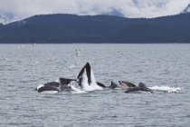 Baleias jubarte nadando — Fotografia de Stock