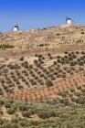 Moulins à vent sur une colline au-dessus des oliveraies — Photo de stock