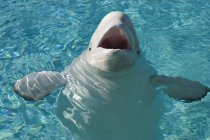Ballena Beluga en cautiverio - foto de stock