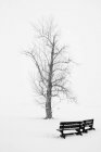 Дерево в зимовому парку — стокове фото