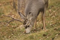 Mule Deer Buck Grazing On Grass — Stock Photo