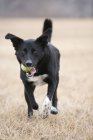 Чёрно-белая собака — стоковое фото