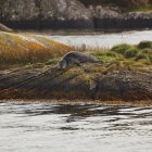 Pose du phoque commun — Photo de stock