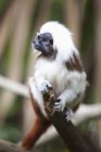Cotton-Top Tamarin Monkey — Stock Photo