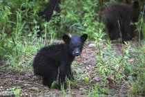 Jovem urso negro — Fotografia de Stock