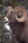 Bighorn Sheep with open jaws — Stock Photo