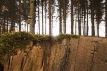Cliff rachado ao longo da borda de uma floresta — Fotografia de Stock