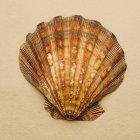 Piccolo Seashell colorato — Foto stock