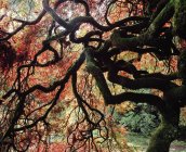 Вид на кленовое дерево — стоковое фото