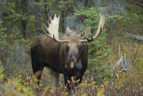 Moose in piedi nella foresta — Foto stock