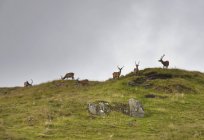 Cervi al pascolo sulla collina — Foto stock
