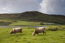 Dos vacas pastando en el campo - foto de stock