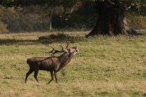 Deer Standing In Field — Stock Photo