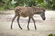 Baby Zebra Walks — Stock Photo