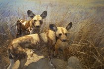 Dos hienas de pie en la hierba - foto de stock
