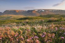 View Of Flowers And Tablelands — Stock Photo