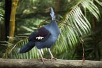 Bird Gathers Twigs — Stock Photo