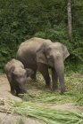 Elefantes asiáticos contra árvores — Fotografia de Stock