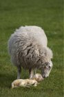Moutons avec son agneau — Photo de stock